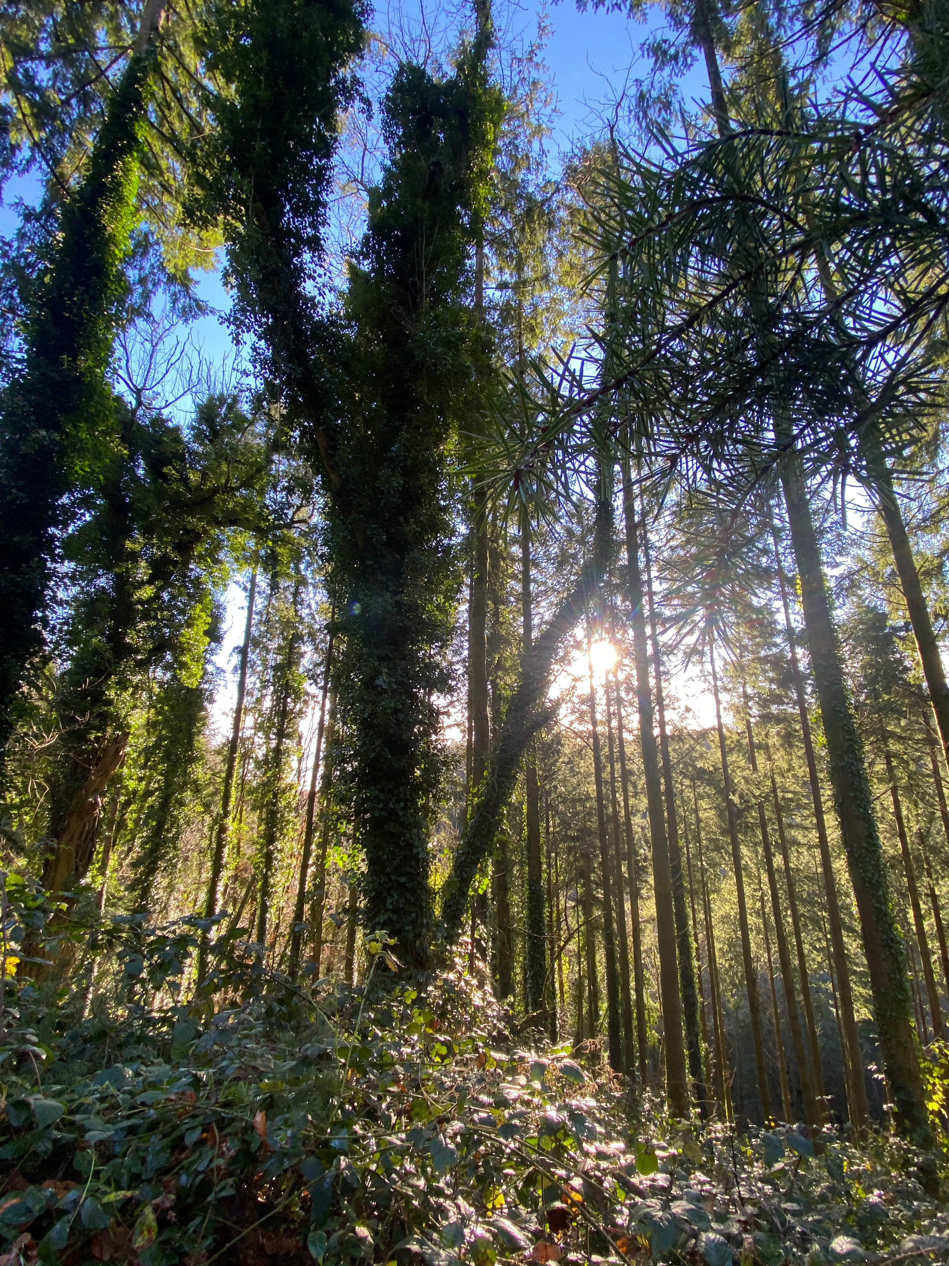 Buck's November 2026